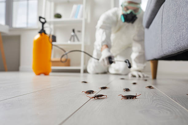 Commercial Rodent Management in Rodeo